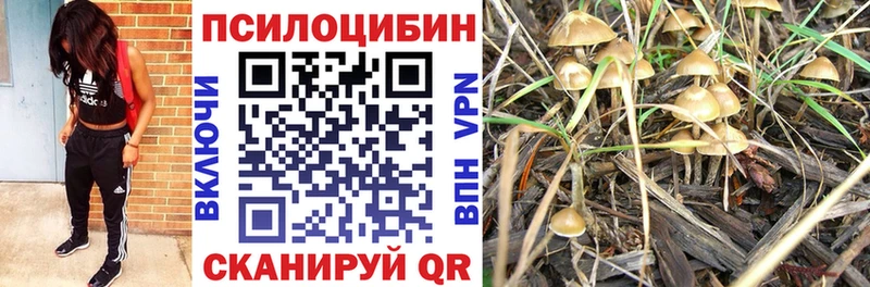 купить наркотики цена  Ковдор  Галлюциногенные грибы Psilocybe 
